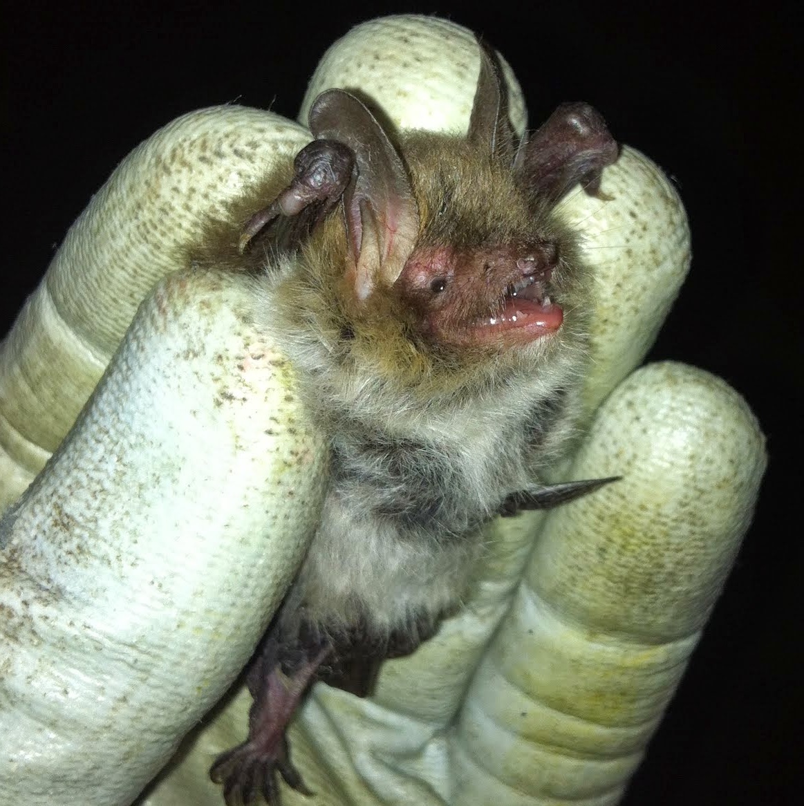 Natterer's Bat, Co. Roscommon