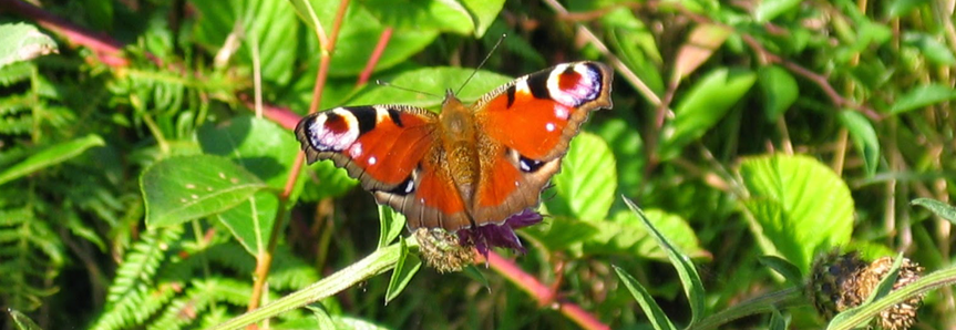 Invertebrates - molluscs and insects