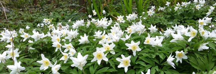 Wood anenome, Co. Dublin.